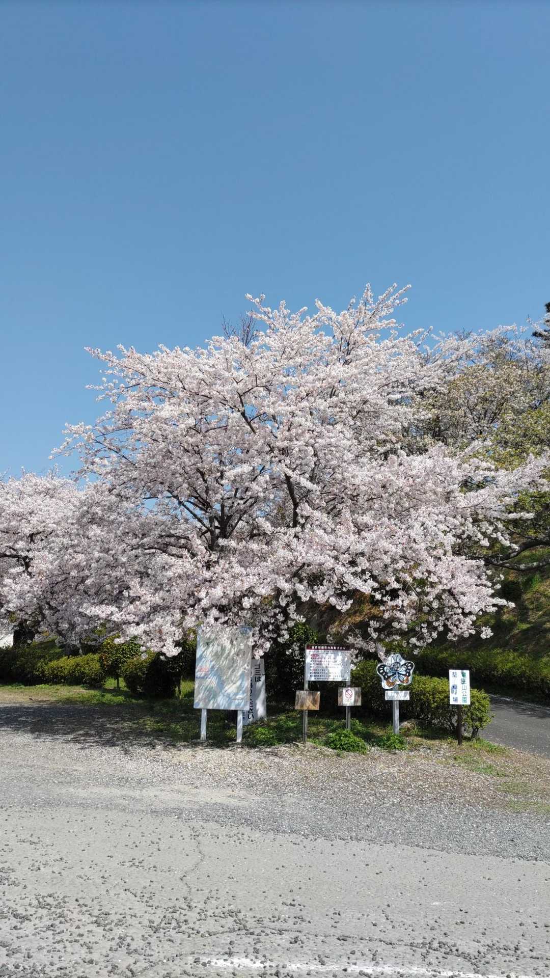 平日にも関わらず、たくさんの人が訪れていました
場所によっては駐車場が満車