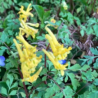 ボケてるけど、キケマン？🤔