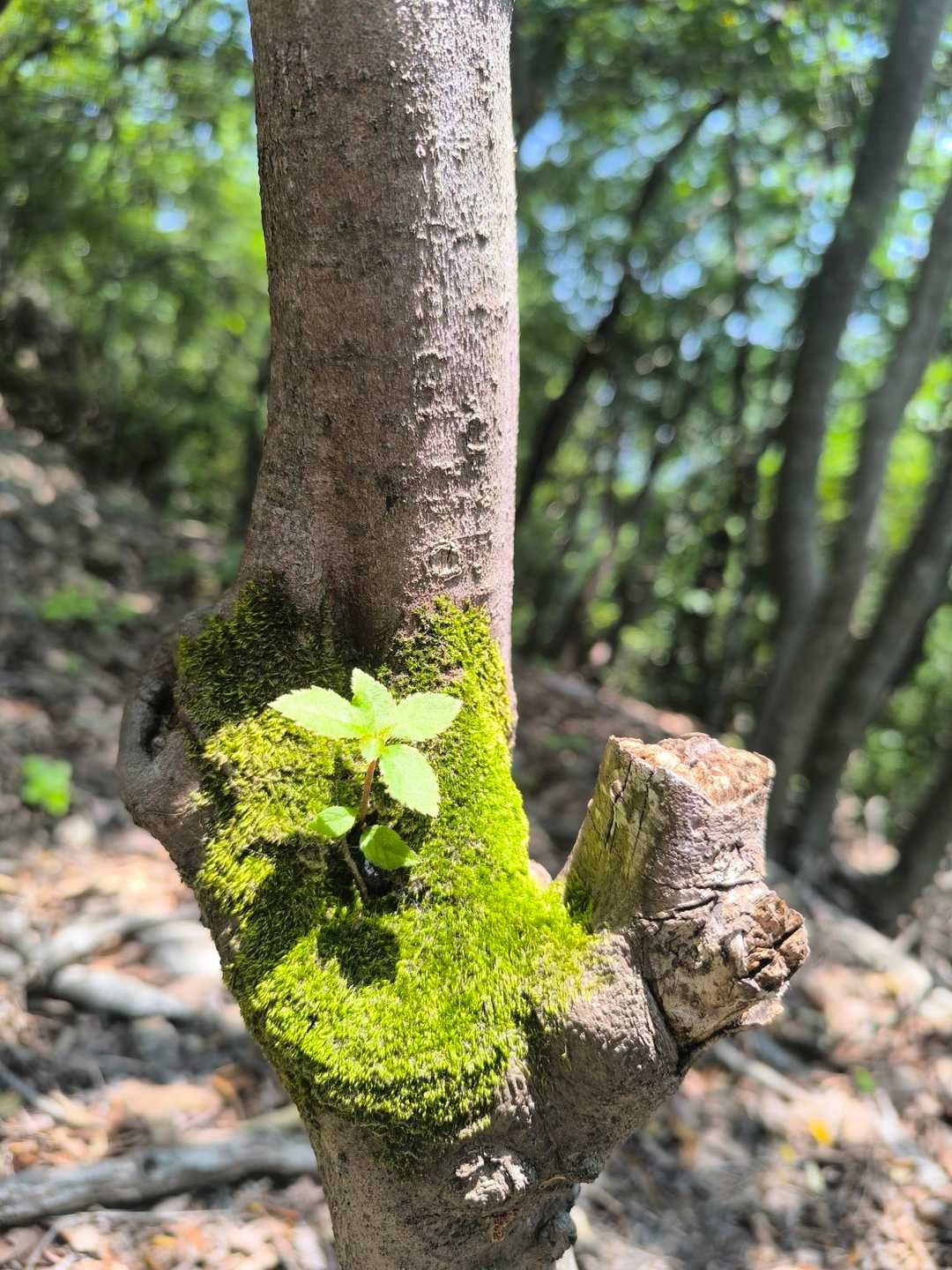 🌱