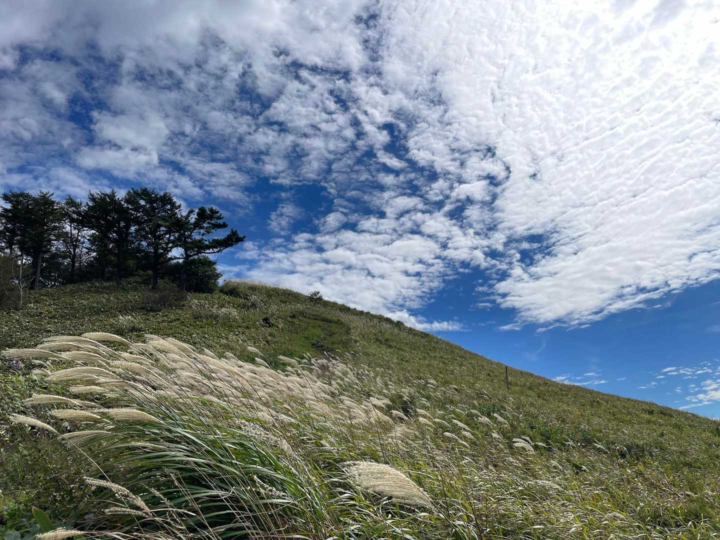 ススキ〜〜🌾
そして
爽やかな風と秋の雲