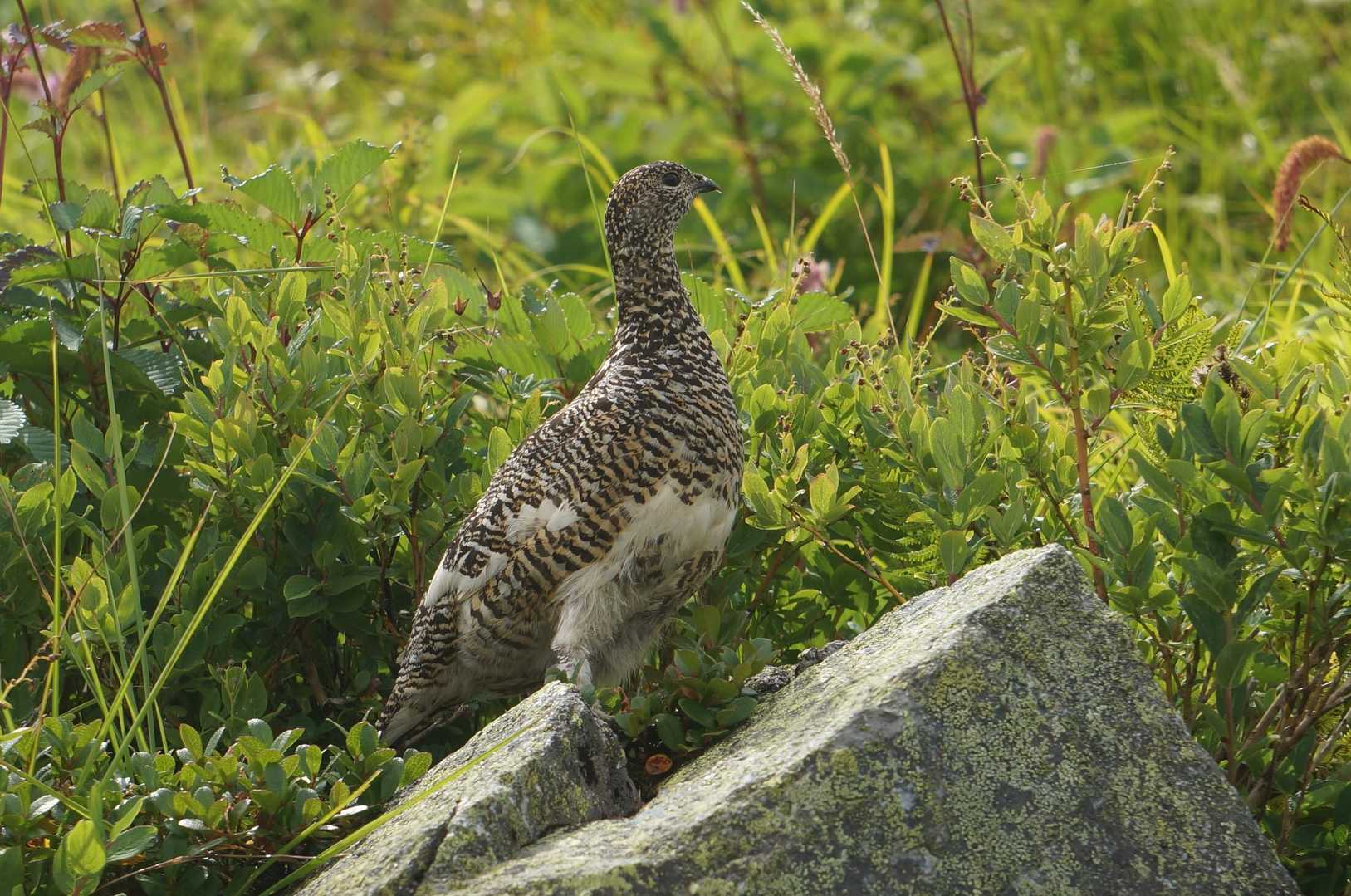 てくてくと場所を移動して、石の上から遠くを眺める雷鳥さん。