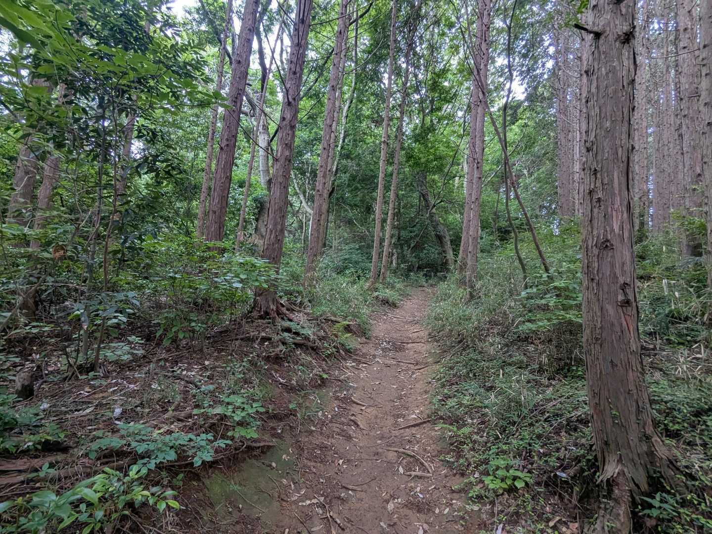 静かな樹林帯を歩きます😊
