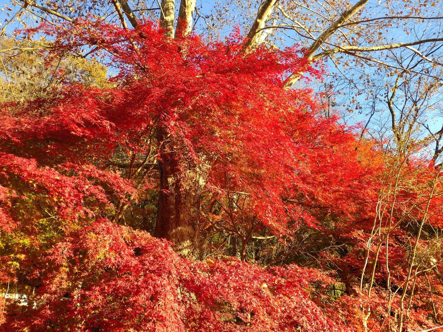 土岳登山口-土岳 往復コースの写真