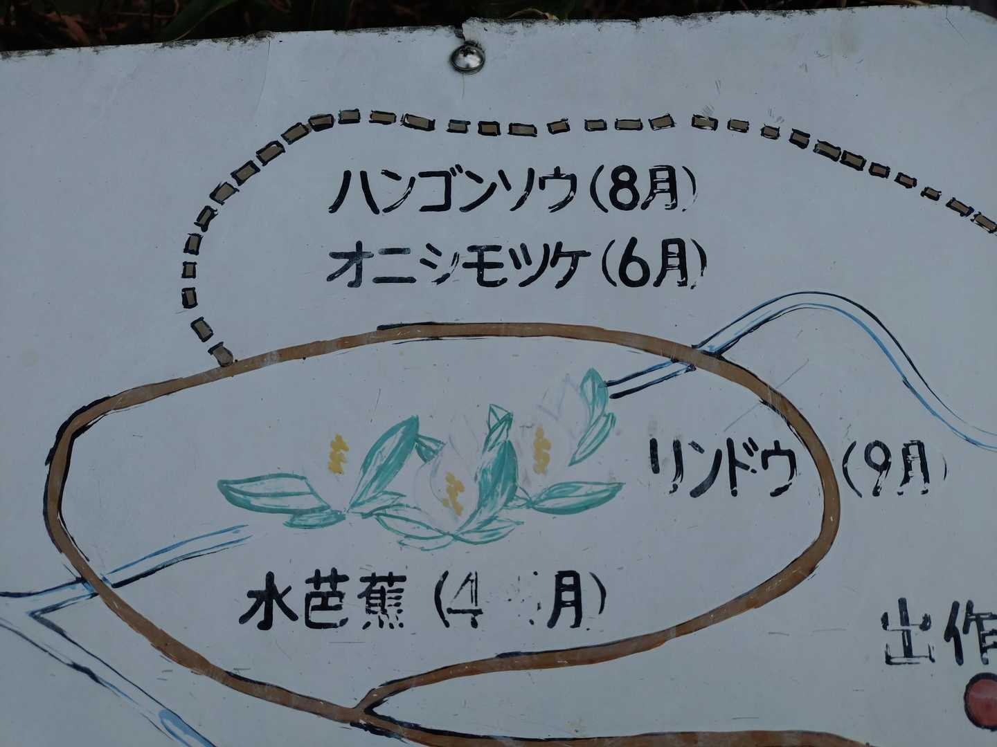 今年は５月になっての開花です。