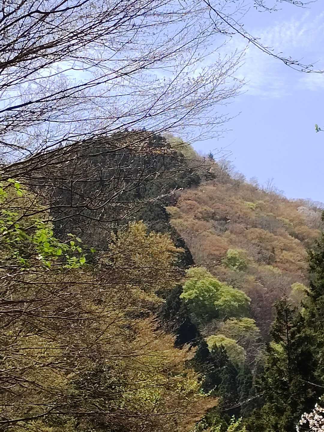 下山道から見上げると左右でくっきりと模様の違う山。広葉樹の芽吹きの色って素晴らしい✨