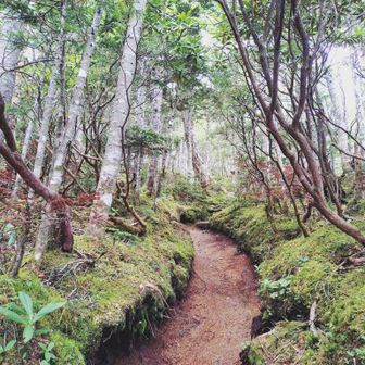 木賊山山頂に近づくとコケが辺り一面を覆う