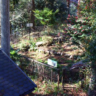 観光わさび園。