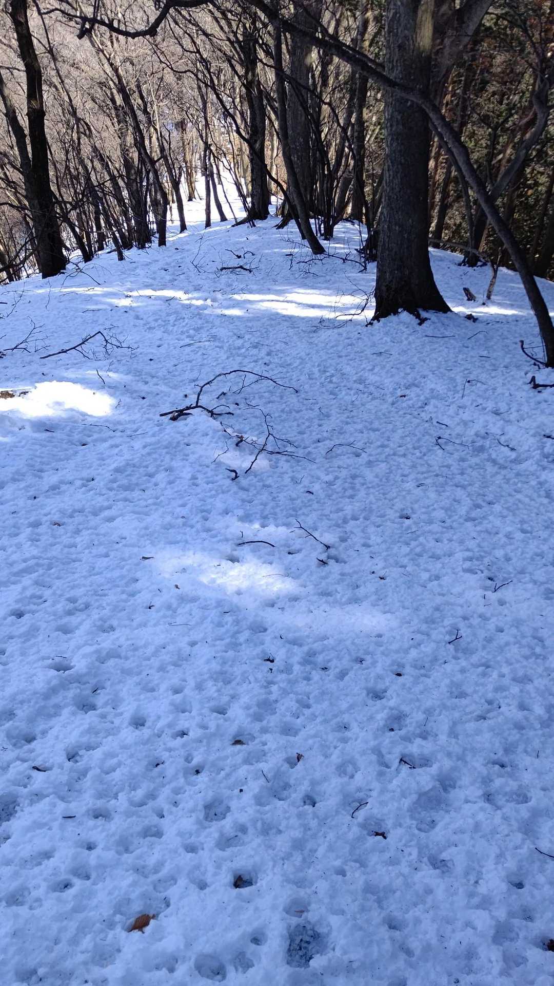 兵の沢コース登山口-二子山 往復コースの写真