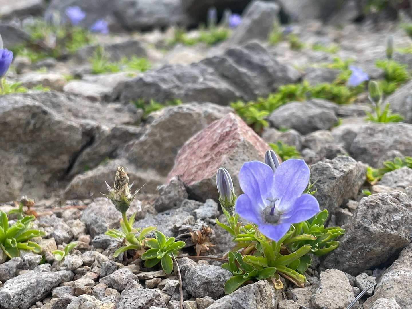 イワギキョウ紫