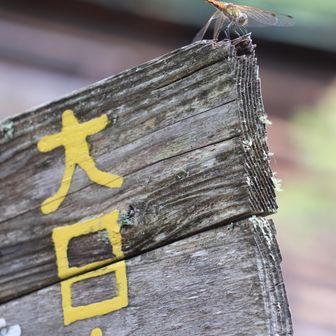 トンボが休憩