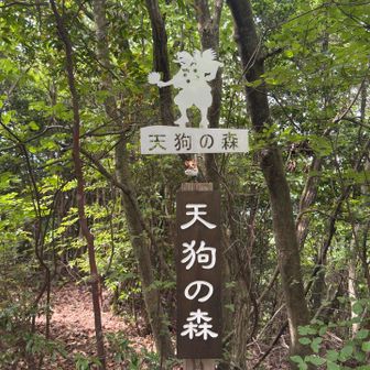 2つ目 天狗の森🌳
この山はプレート凝ってる