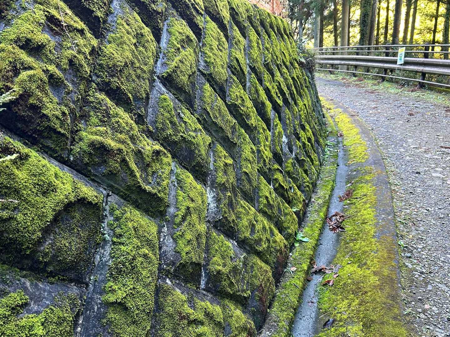 抹茶チョコガレット🍫
