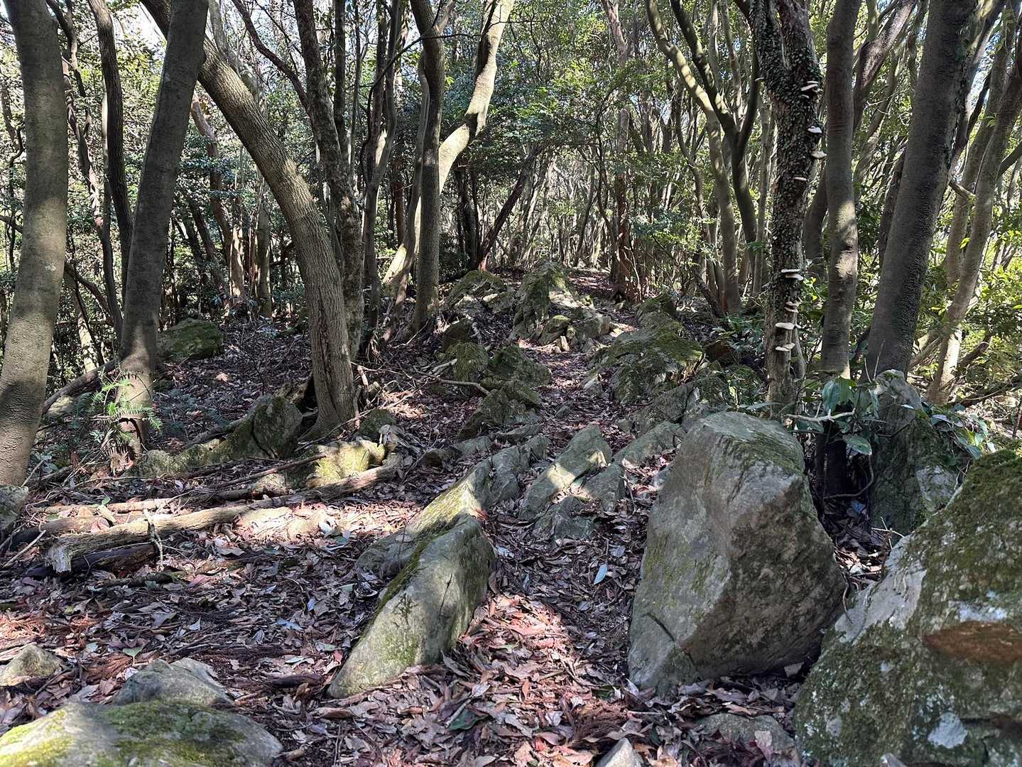 縦走路は岩がゴロゴロしてます