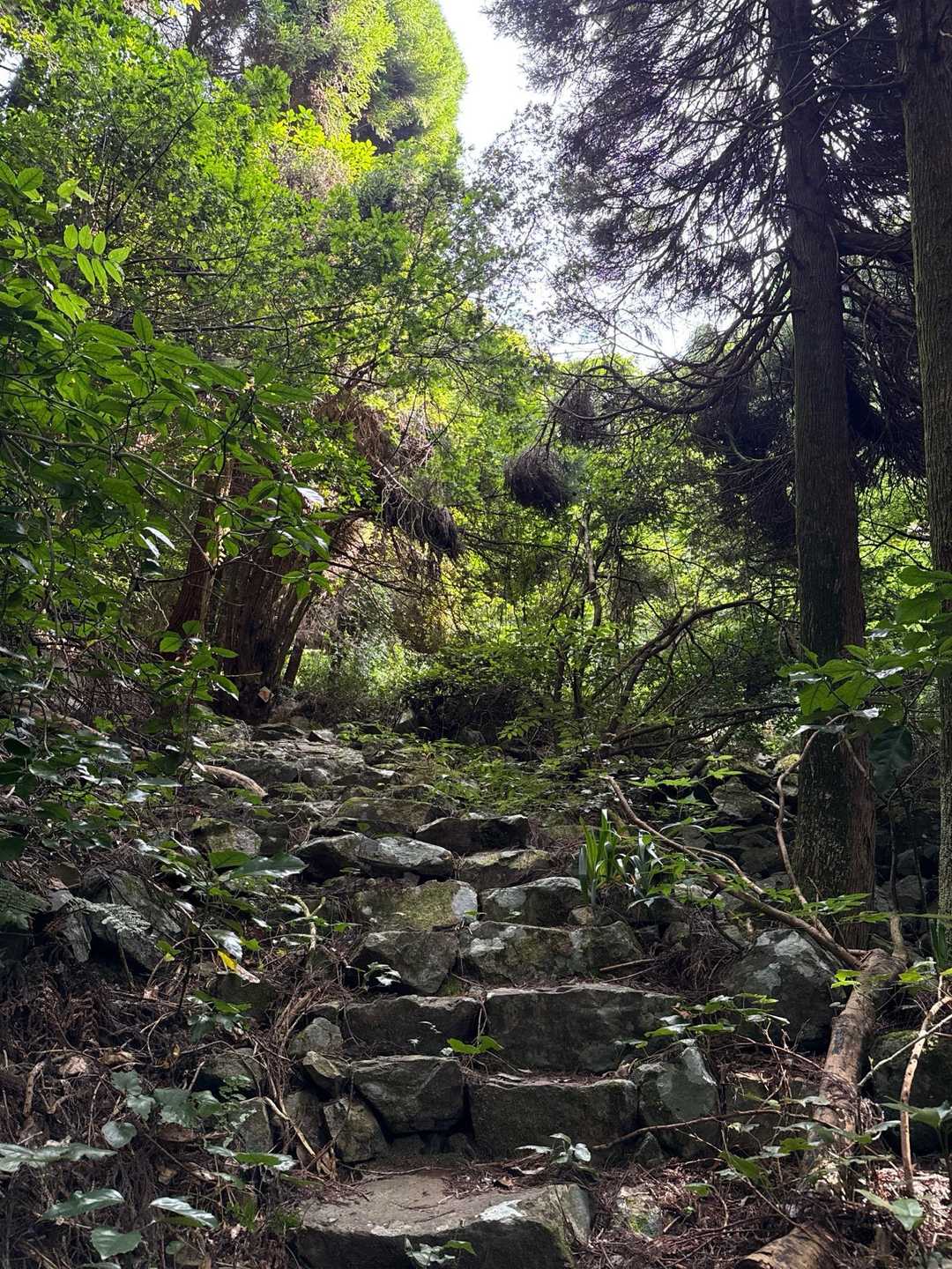 八幡岳 往復コースの写真