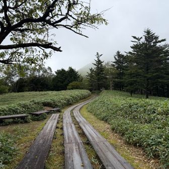 木道出てきて