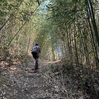 次の山に向かいます、竹林の登山道、整備されていて気持ち良く歩けました🎶