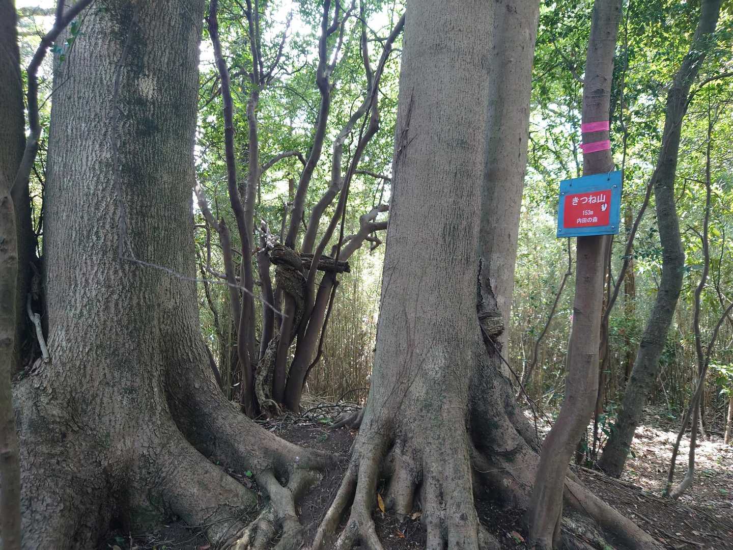 今度こそ山頂。赤い「きつね山」。