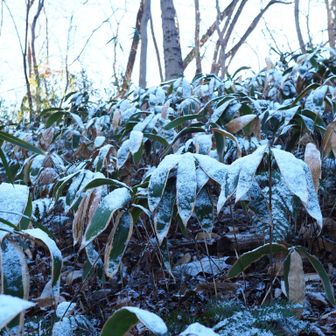 🌿.∘⸜❄️⸝