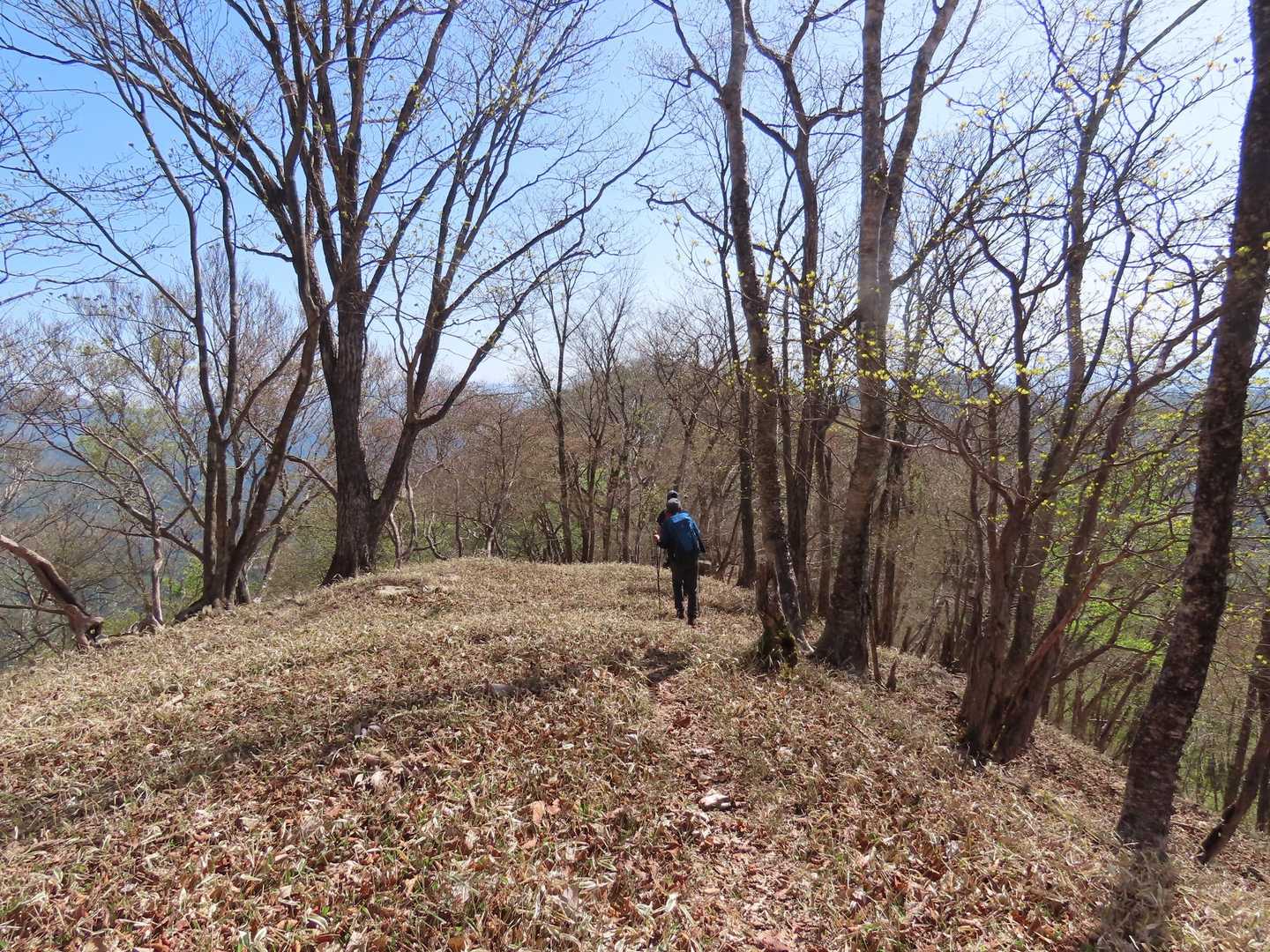 気持ちの良い尾根歩きが続きます。