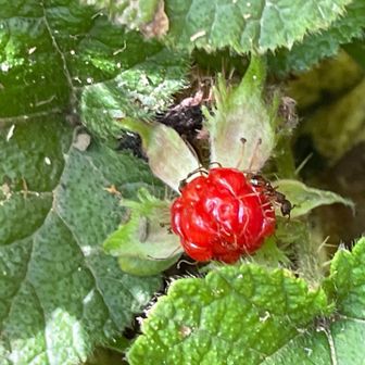 クサイチゴ🍓