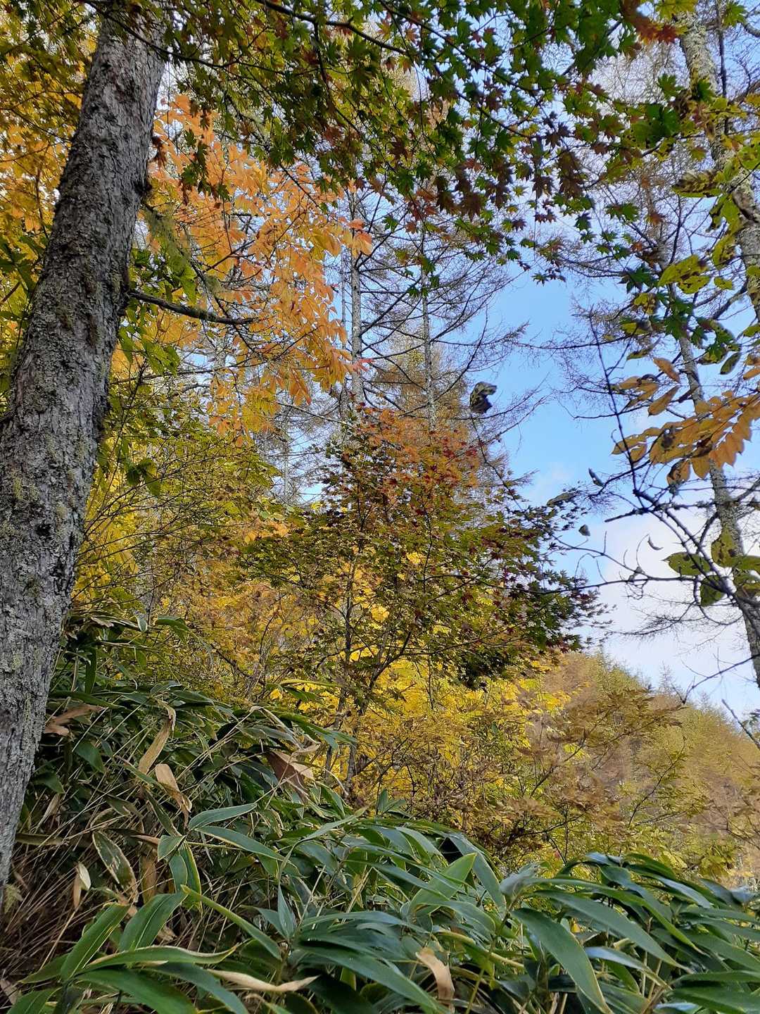 紅葉🍁はこんな感じでした
まだ時期が早かったかな❓