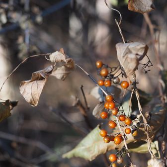 ヘクソカズラ（屁糞葛）の実
花も実も愛らしいのにこの名前よ
確かに葉っぱの汁とか臭いけど