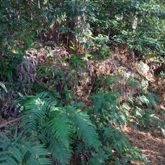 👣史跡探訪コース　