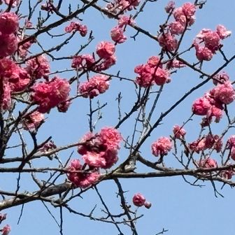 八重咲きですね