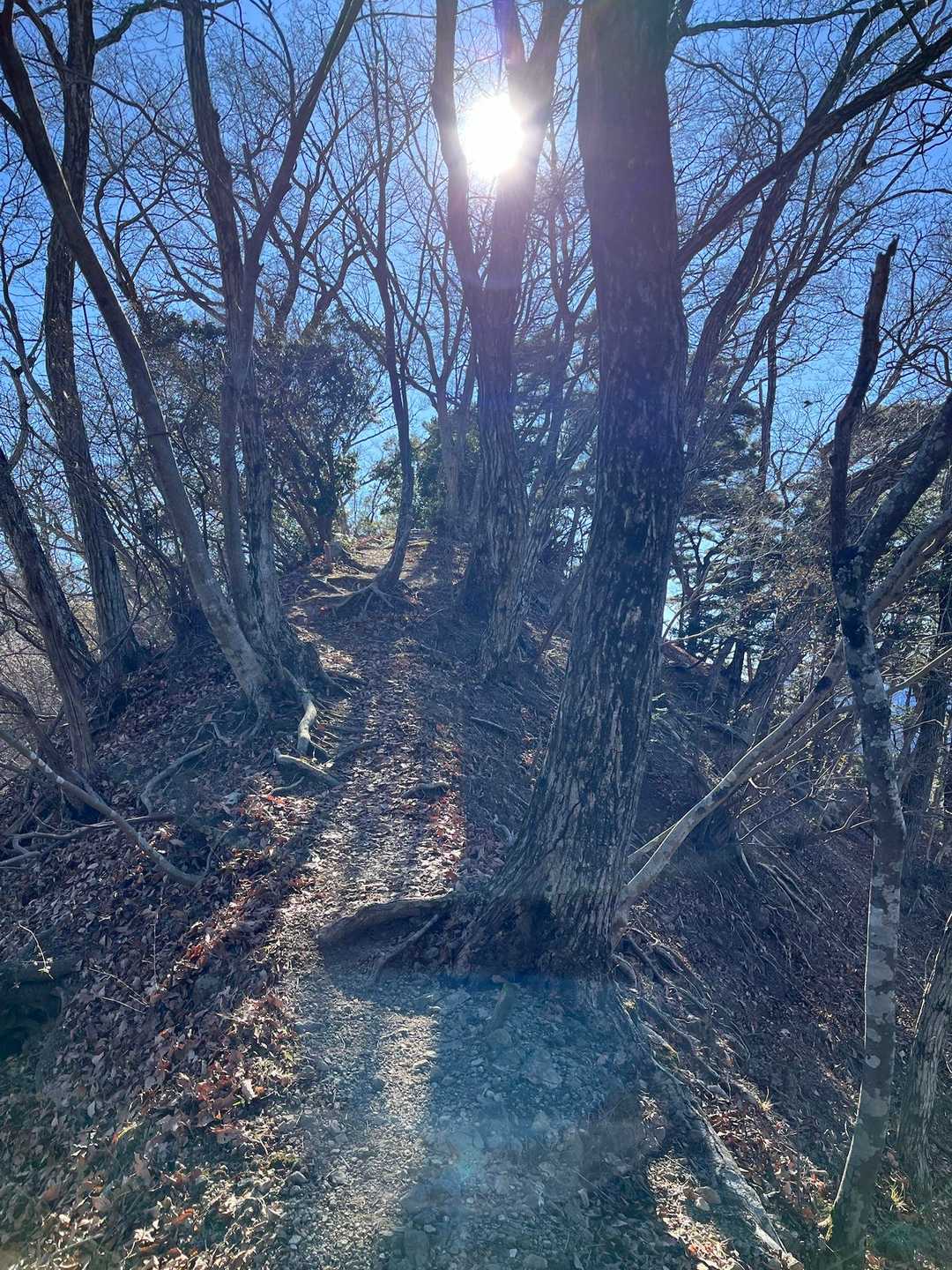 東丹沢っぽい痩せ尾根も出て来ました