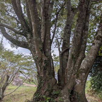 この木が山頂板を隠してる気もする笑
