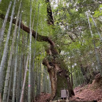 のっけから　でかいなー