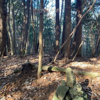 サガヒラ山⛰️山頂