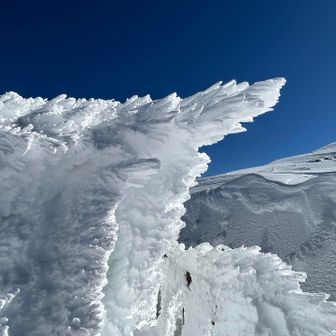 エビの尻尾すごい🍤