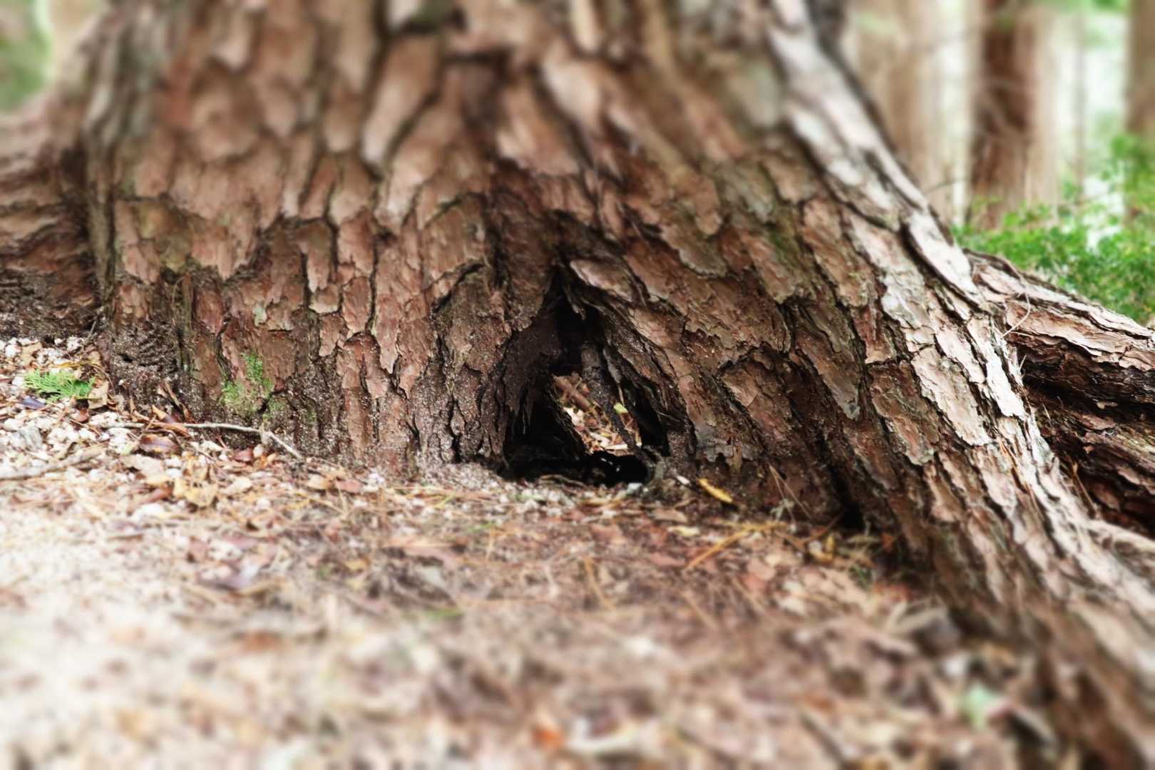 🐿️さん出てこないかな⁉️