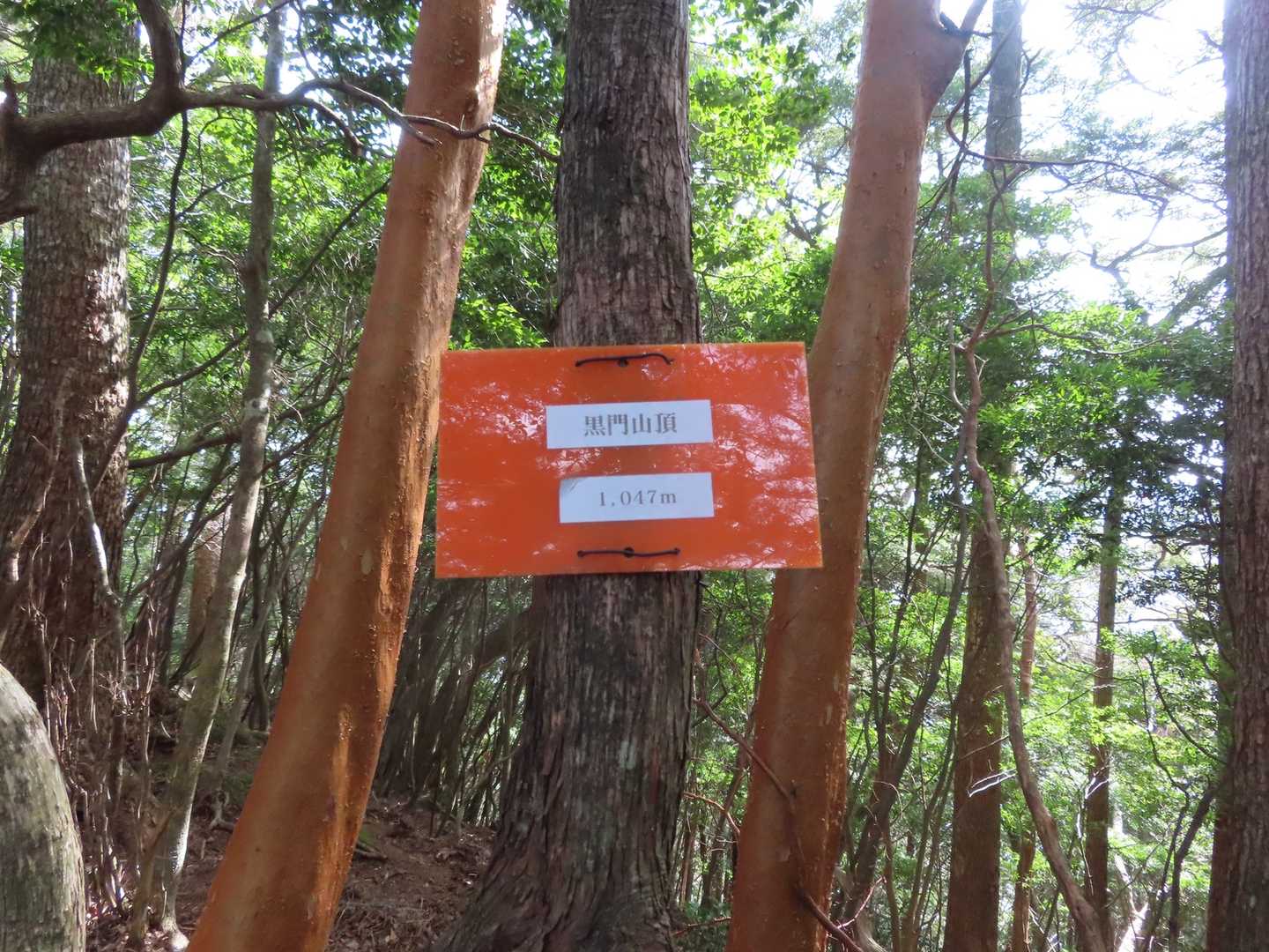 風で飛ばされたのだろう10mほど下の斜面にオレンジの札が見えたので、拾って近くの木に取り付ける