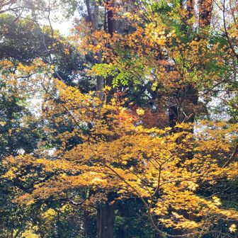 黄葉も綺麗🤩です