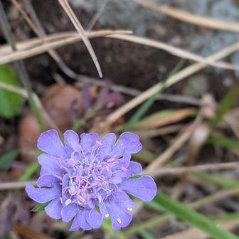 一ノ峰から二ノ峰の稜線も、たくさんのお花を眺めながら歩けました