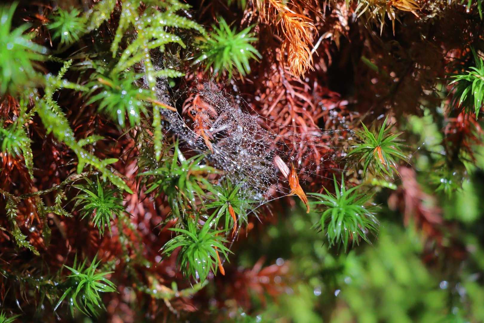 クモの巣🕸️✨️
