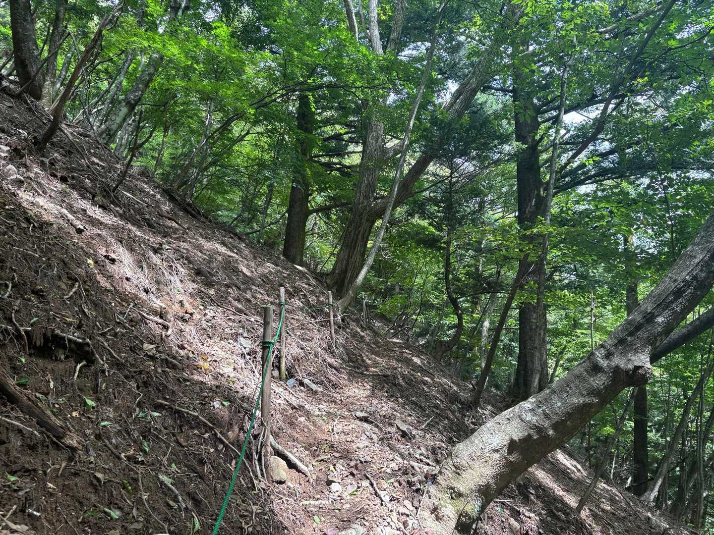 気持ちいいブナ林