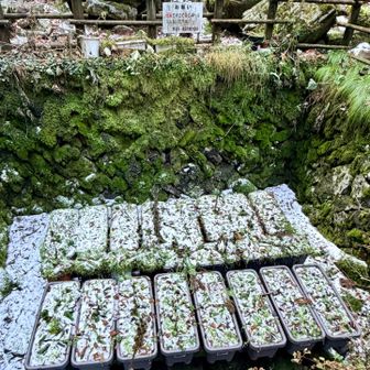 ヒマラヤケシのところは真っ白⛄️