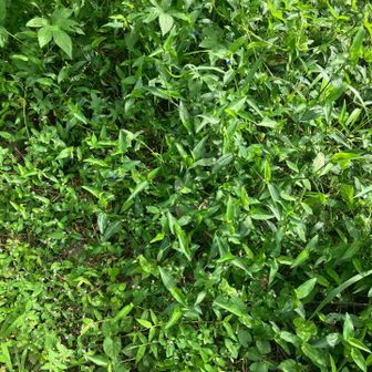 拡大して、よーく見ないとわかりませんが、
とても小さな紫の花や青い花がいっぱい。
名前は不明、とにかく小さな花です。😓