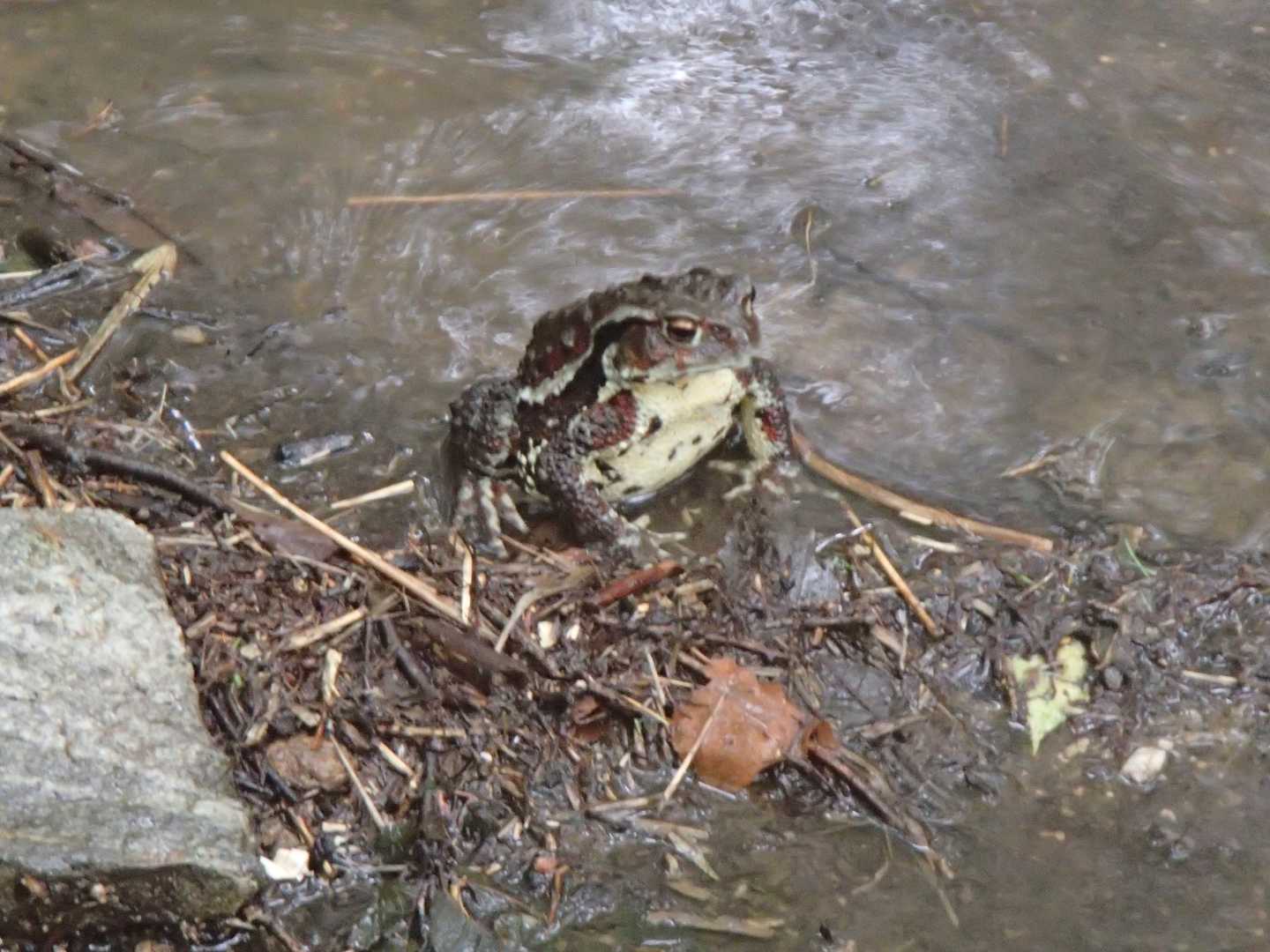 人には全く会わなかったけど、🐸君達には８匹位会いました（笑）