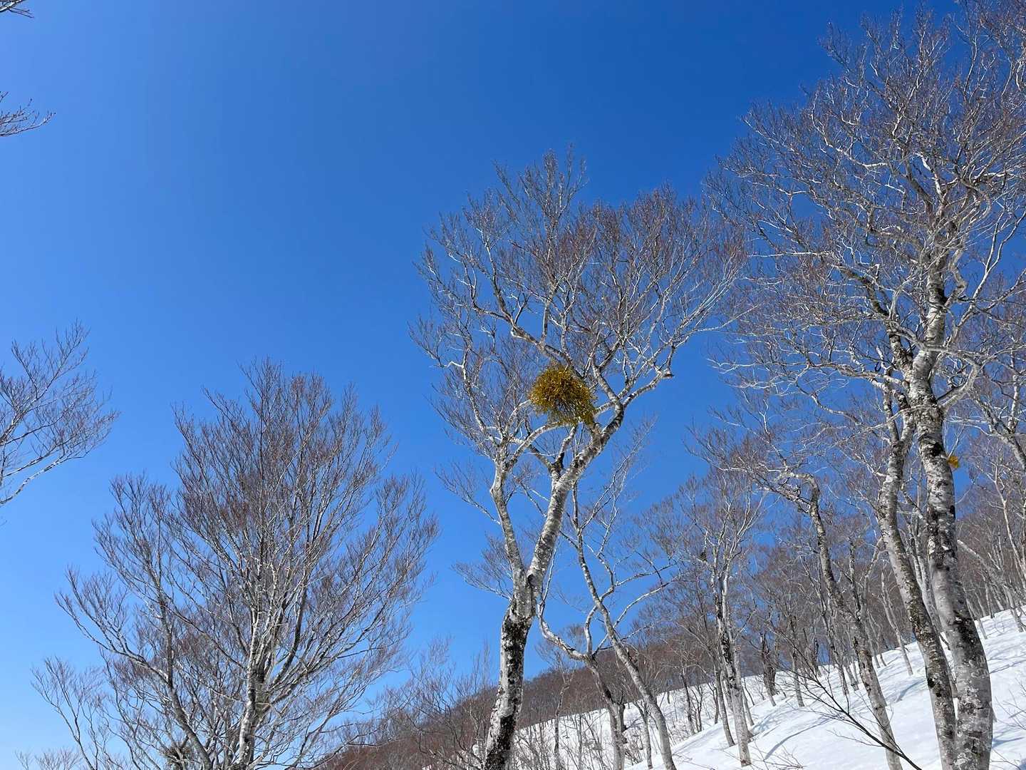 ヤドリギと青空