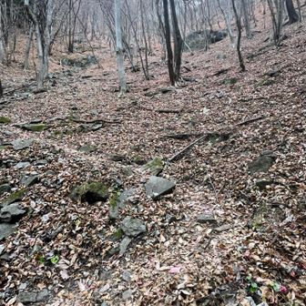 苦手な杉から、ブナ、コナラの世界へ。
もう紅葉はおしまい