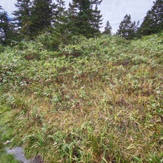 こっちに本当のというか、地理院の三等三角点「大山」があるはず、が、