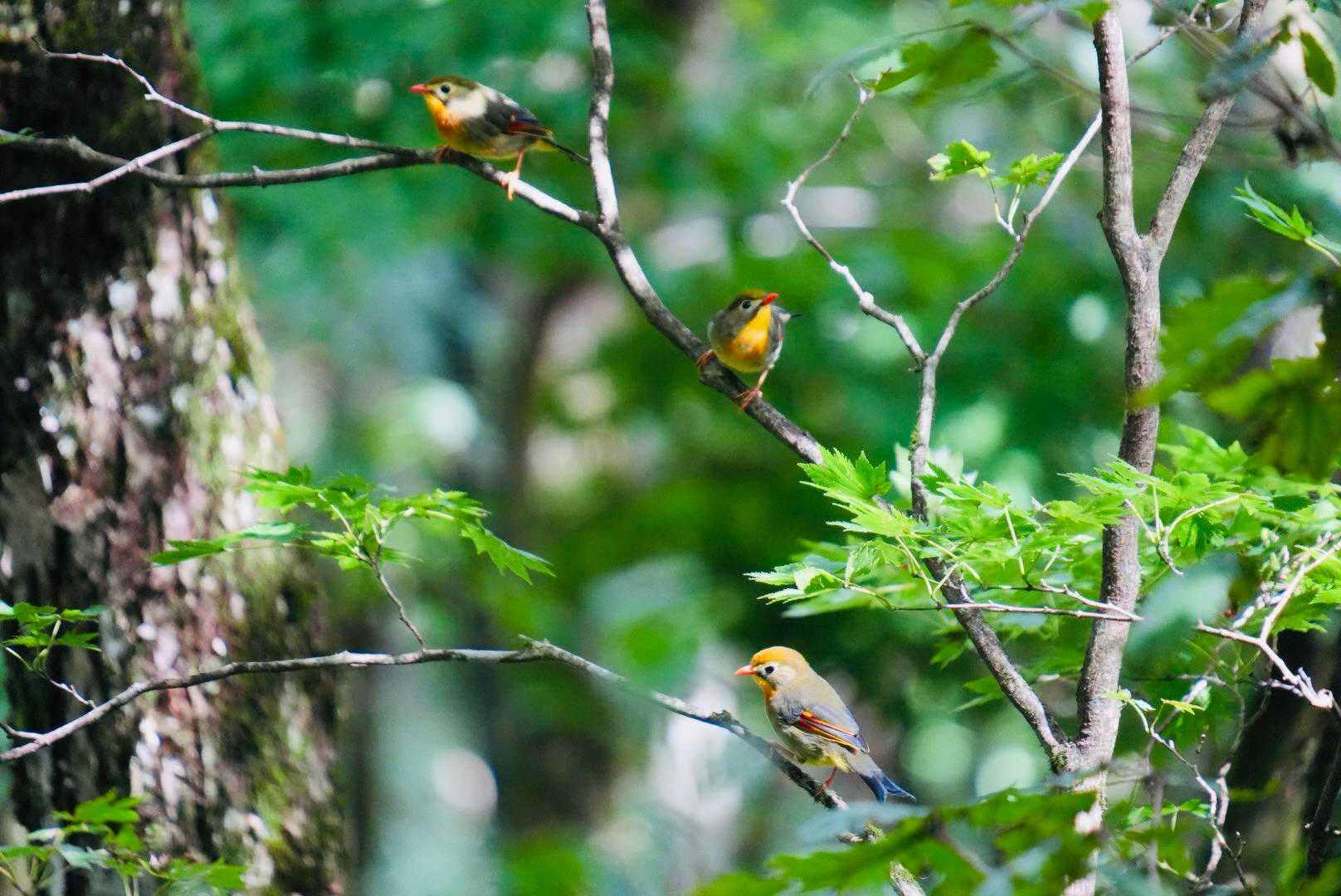関東の山でも目撃したソウシチョウたち🐧

逃げ出したペットが野生化した鳥さんです。