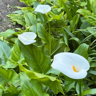 御朱印をいただき、横蔵寺を去る

カラーの花がお見送り