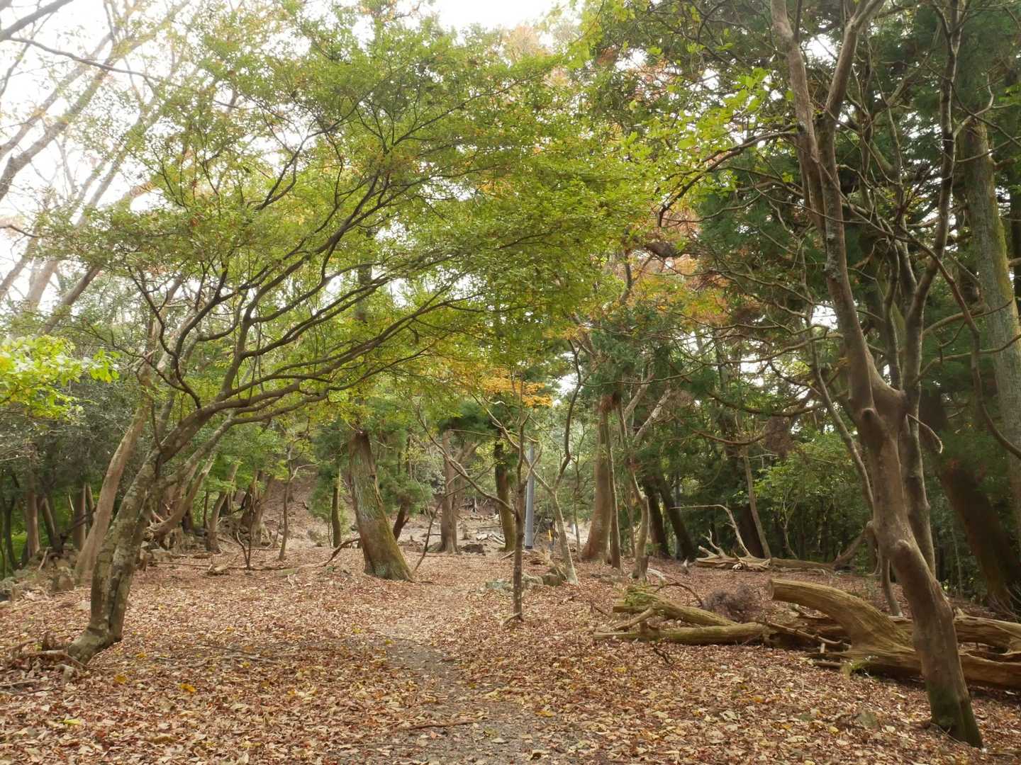 ここも〜