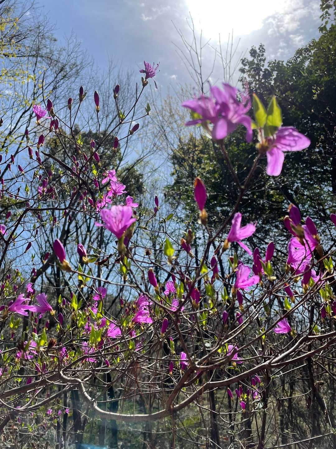 ミツバツツジも咲き出したね🌸
