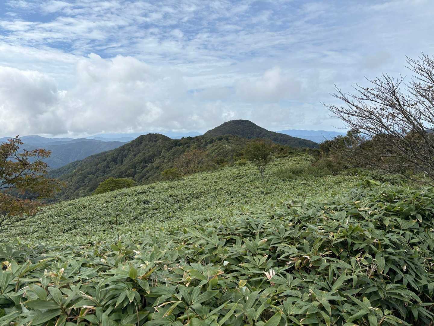 笹の山肌が綺麗なんだワw
